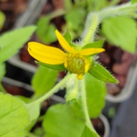Chrysogonum virginianum